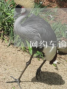 网约车逾期被拖走要给违约金吗