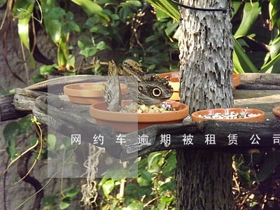 网约车逾期被租赁公司拖走 网约车逾期被租赁公司拖走
