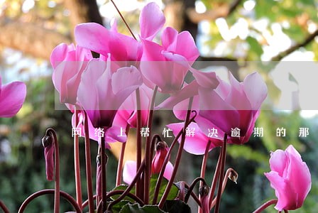 网络上帮忙解决逾期的那些人真假 网络上帮忙解决逾期的那些人真假