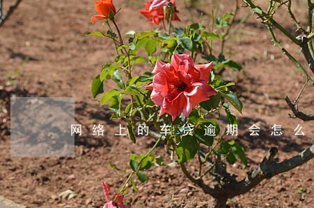 网络上的车贷逾期会怎么样 网络上的车贷逾期会怎么样