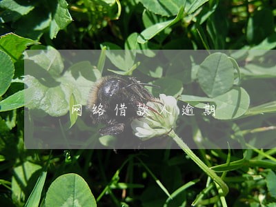 网络借款人逾期