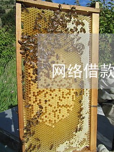 网络借款逾期了怎么还本金 网络借款逾期了怎么还本金