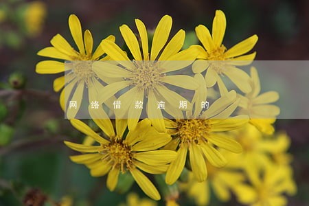网络借款逾期的