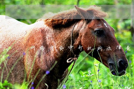 网络借贷中介机构法律意见书 网络借贷中介机构法律意见书