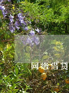 网络借贷借款人逾期 网络借贷借款人逾期