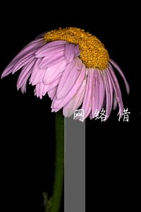 网络借贷借款逾期