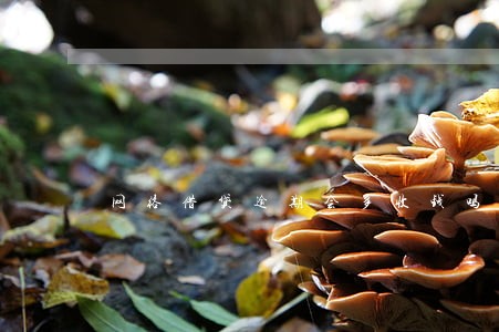 网络借贷逾期会多收钱吗