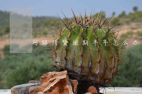 网络借贷逾期半年怎么办 网络借贷逾期半年怎么办