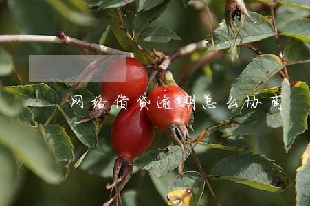 网络借贷逾期怎么协商 网络借贷逾期怎么协商
