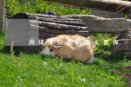 网络借贷逾期怎么查询