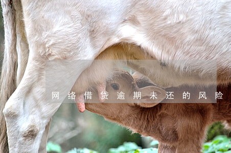网络借贷逾期未还的风险