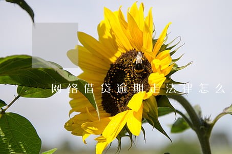 网络借贷逾期走法律怎么应诉 网络借贷逾期走法律怎么应诉