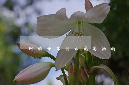 网络分享什么是违法的
