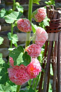 网络司法拍卖有缺点 网络司法拍卖有缺点
