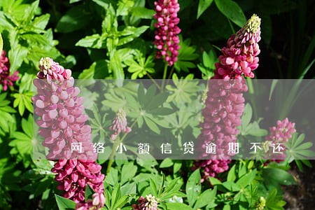 网络小额信贷逾期不还 网络小额信贷逾期不还