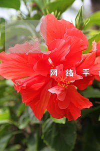 网络平台借款逾期了