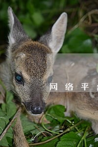 网络平台借款逾期应该如何维权 网络平台借款逾期应该如何维权