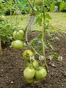 网络平台贷款逾期不催收 网络平台贷款逾期不催收