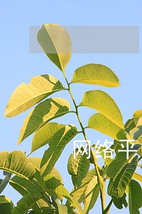 网络平台贷款逾期怎么办 网络平台贷款逾期怎么办