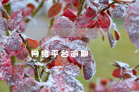 网络平台逾期 网络平台逾期