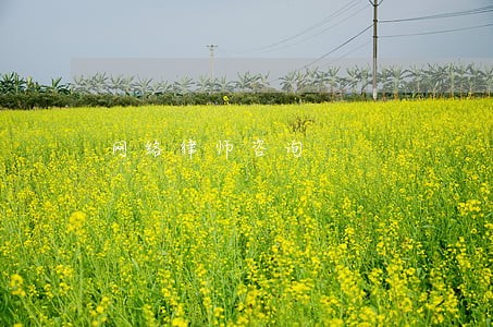 网络律师咨询 网络律师咨询