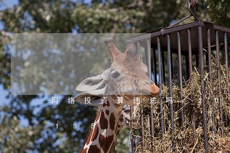 网络投资算违法吗/2023013069195 网络投资算违法吗/2023013069195