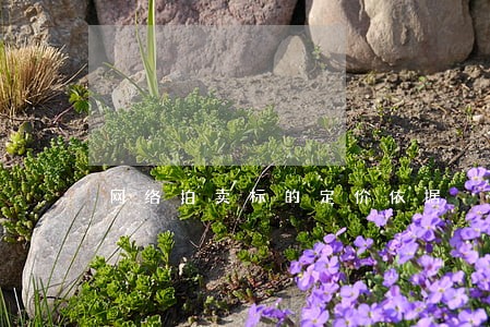网络拍卖标的定价依据 网络拍卖标的定价依据