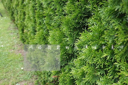 网络拍卖的法律性质是什么 网络拍卖的法律性质是什么