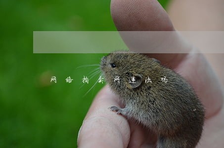 网络拍卖网违法吗 网络拍卖网违法吗