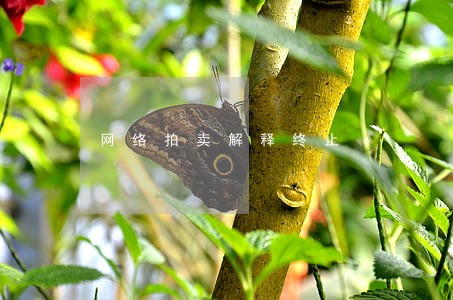 网络拍卖解释终止 网络拍卖解释终止