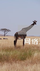 网络法律顾问咨询电话 网络法律顾问咨询电话