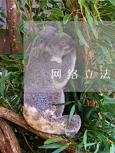 网络立法需要顶层设计性方案 网络立法需要顶层设计性方案