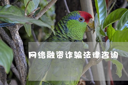 网络融资诈骗法律咨询 网络融资诈骗法律咨询