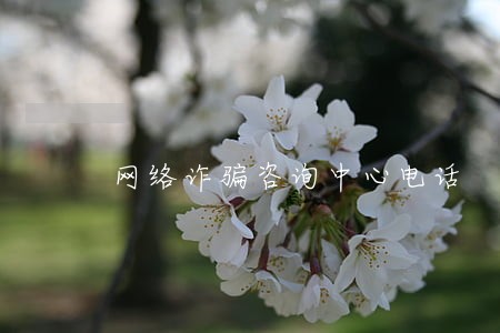 网络诈骗咨询中心电话 网络诈骗咨询中心电话