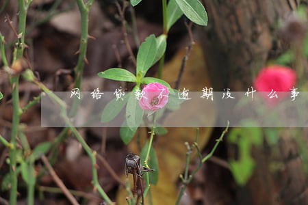 网络贷款不逾期没什么事情吧 网络贷款不逾期没什么事情吧