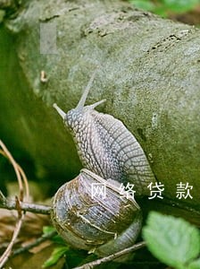 网络贷款平台能只还本金吗 网络贷款平台能只还本金吗