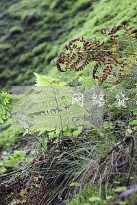 网络贷款有逾期能办信用卡吗 网络贷款有逾期能办信用卡吗