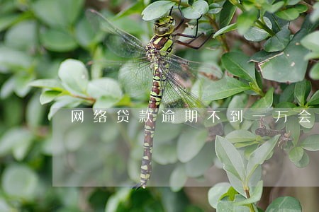 网络贷款逾期不到一万会怎么样 网络贷款逾期不到一万会怎么样
