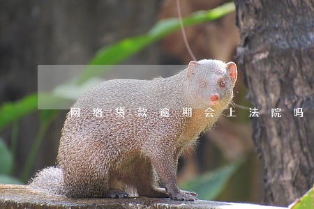 网络贷款逾期会上法院吗 网络贷款逾期会上法院吗