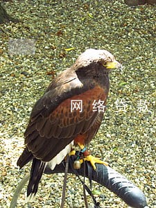 网络贷款逾期快半年了 网络贷款逾期快半年了