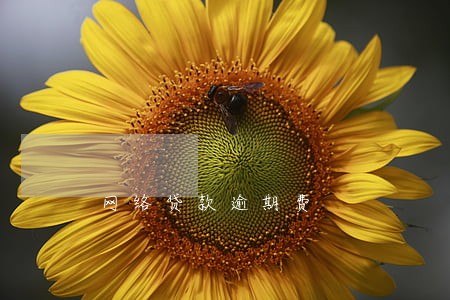 网络贷款逾期费 网络贷款逾期费