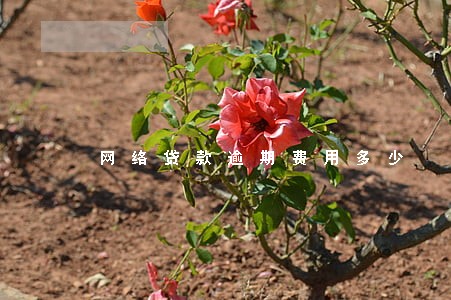 网络贷款逾期费用多少 网络贷款逾期费用多少