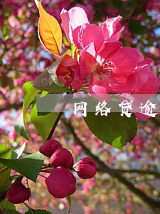 网络贷逾期一个月才还 网络贷逾期一个月才还