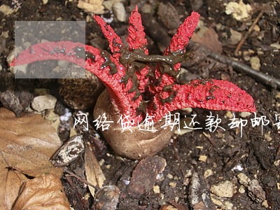 网络贷逾期还款却邮寄来律师函 网络贷逾期还款却邮寄来律师函
