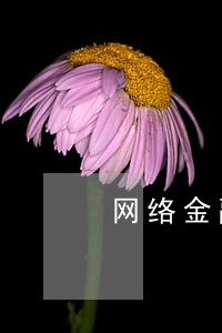 网络金融诈骗律师代理