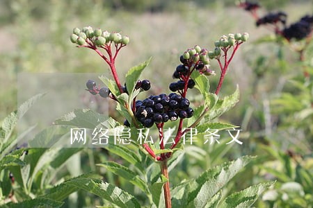 网络隐私法律条文