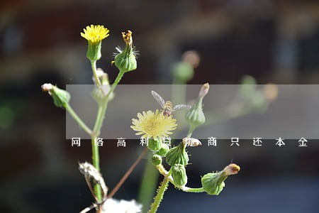 网络高利贷协商只还本金 网络高利贷协商只还本金