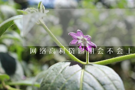 网络高利贷逾期会不会上诚信 网络高利贷逾期会不会上诚信