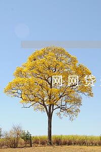 网网贷逾期收到中国交运的通知 网网贷逾期收到中国交运的通知