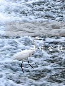 网行金融逾期 网行金融逾期